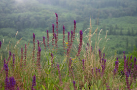Őserdőben járva - Gerecse