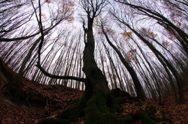 Királyréten Potyó Imrével